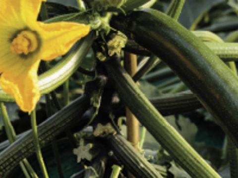 Zucchino Syngenta Kyrios per siciila coltivazione protetta