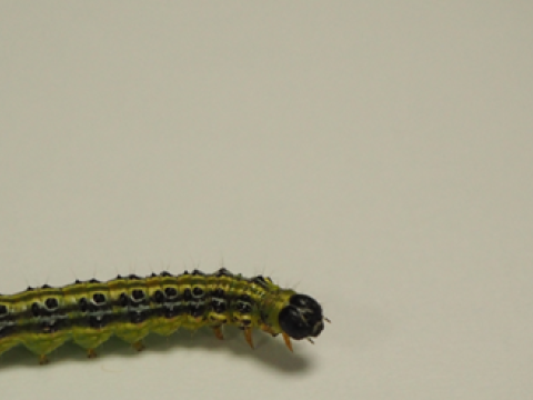 lepidotteri