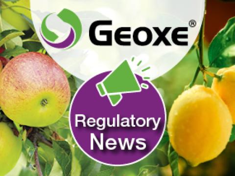GEOXE melo e agrumi