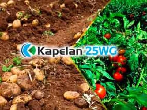 Kapelan_thumbnail