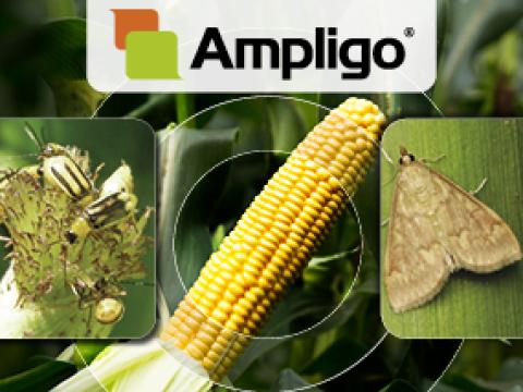 Ampligo_Syngenta