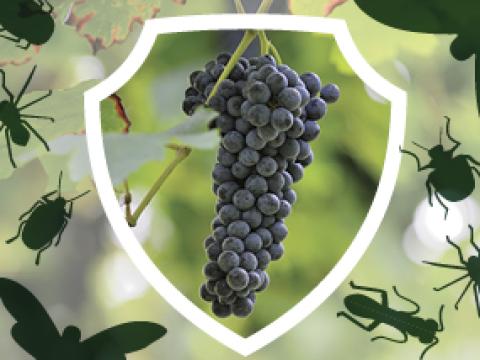 Insetticidi_Vite_Syngenta