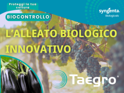 Taegro Miniatura