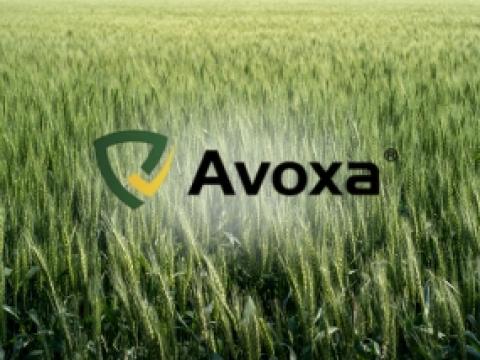 Avoxa