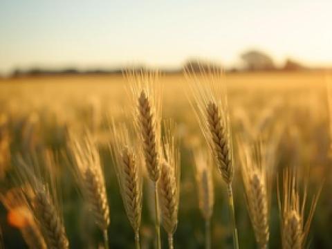 immagine campo di grano