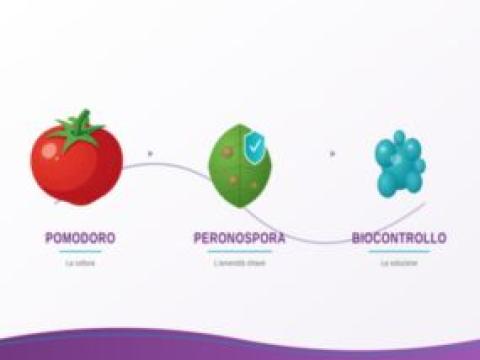 thumbnails pomodoro-peronospera-biocontrollo