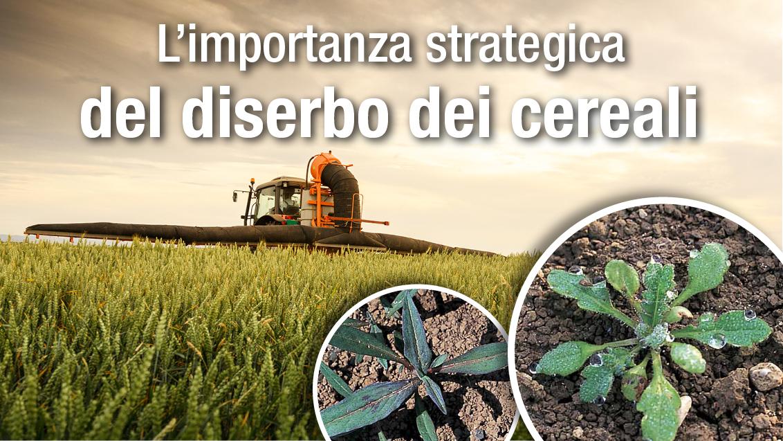axial e amadeus diserbo syngenta 
