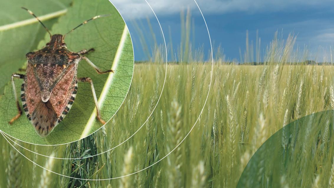 cimice asiatica controllo