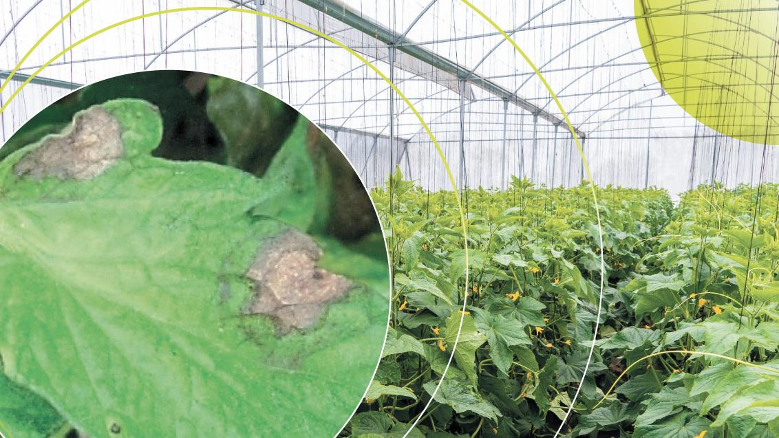 soluzioni protezione orticole syngenta