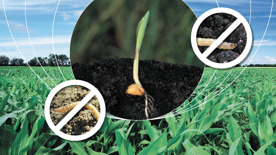 force ultra syngenta