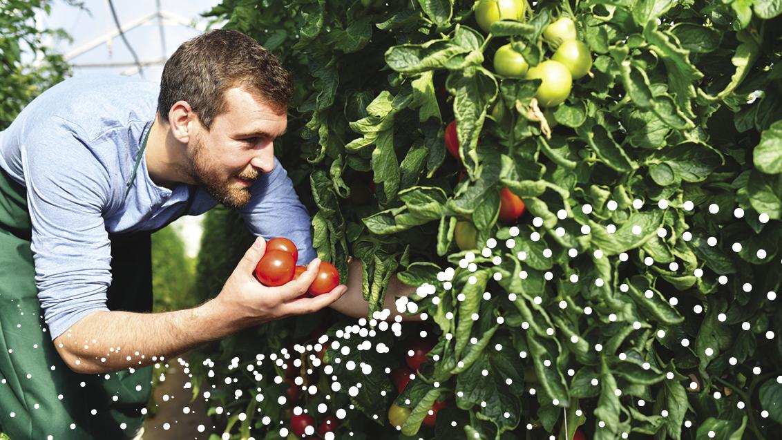 soluzioni biocontrollo orticole 