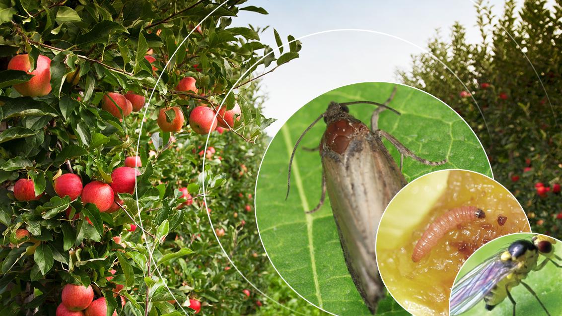 controllo lepidotteri su frutticole 