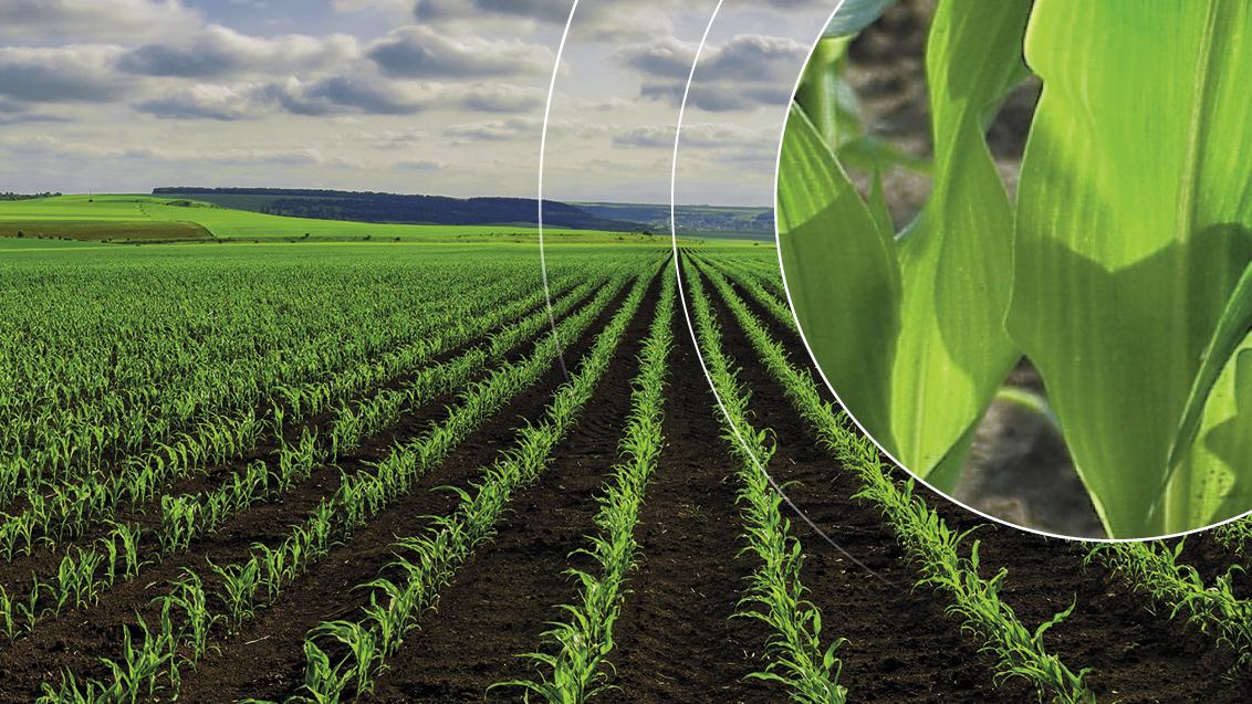 soluzioni syngenta linea diserbo post emergenza