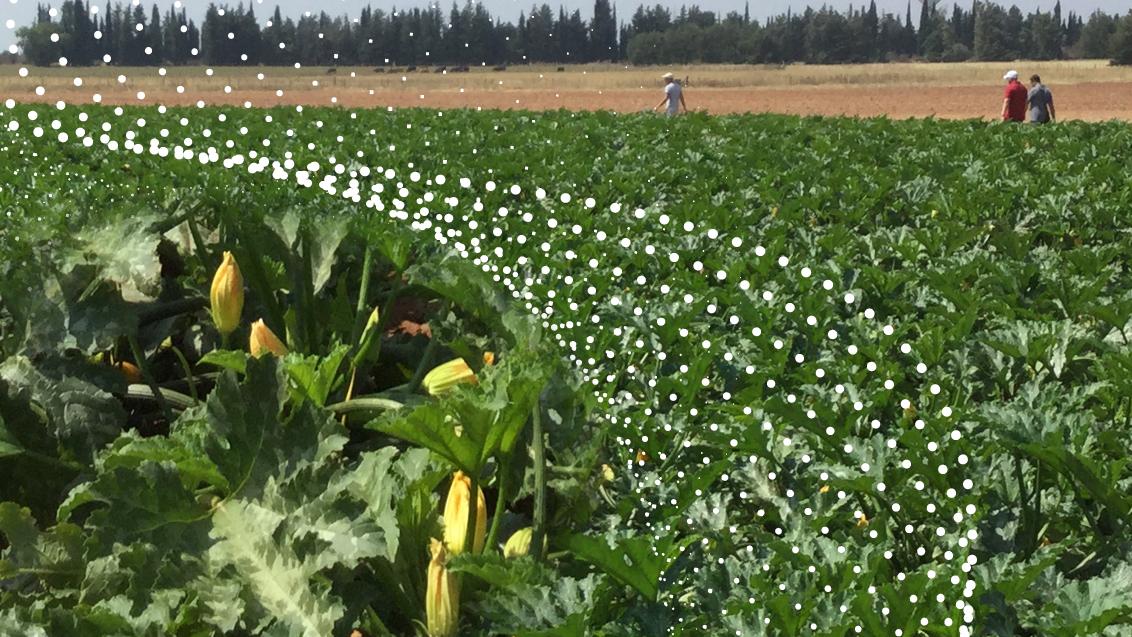 difesa zucchino syngenta biologicals