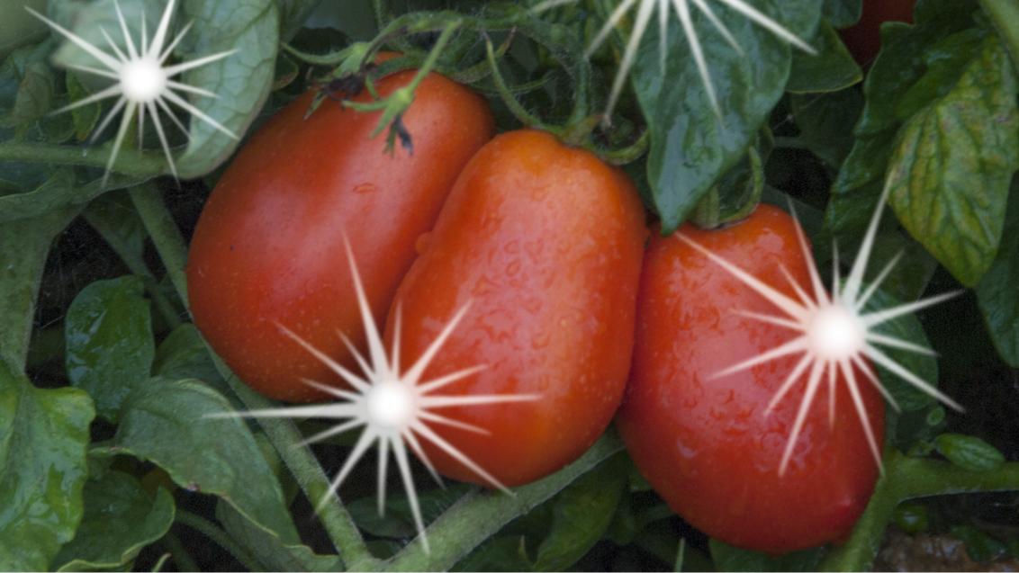 Pomodori da industrie sani