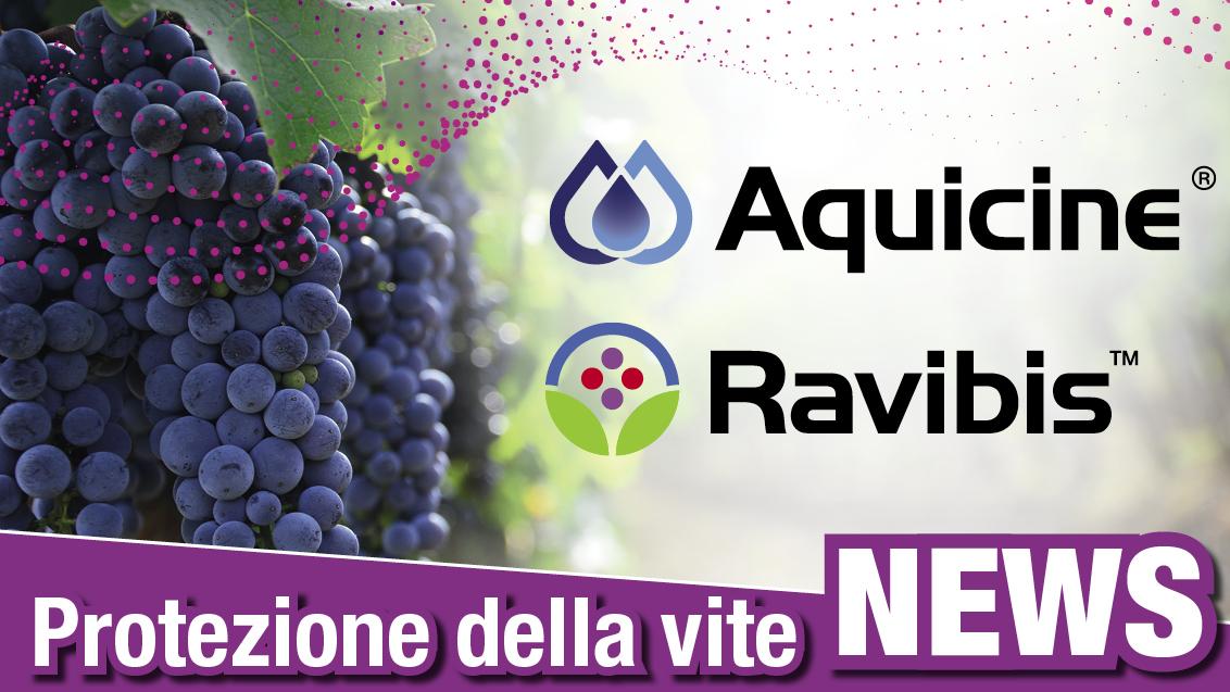 Loghi Aquicine e Ravibis con vigna