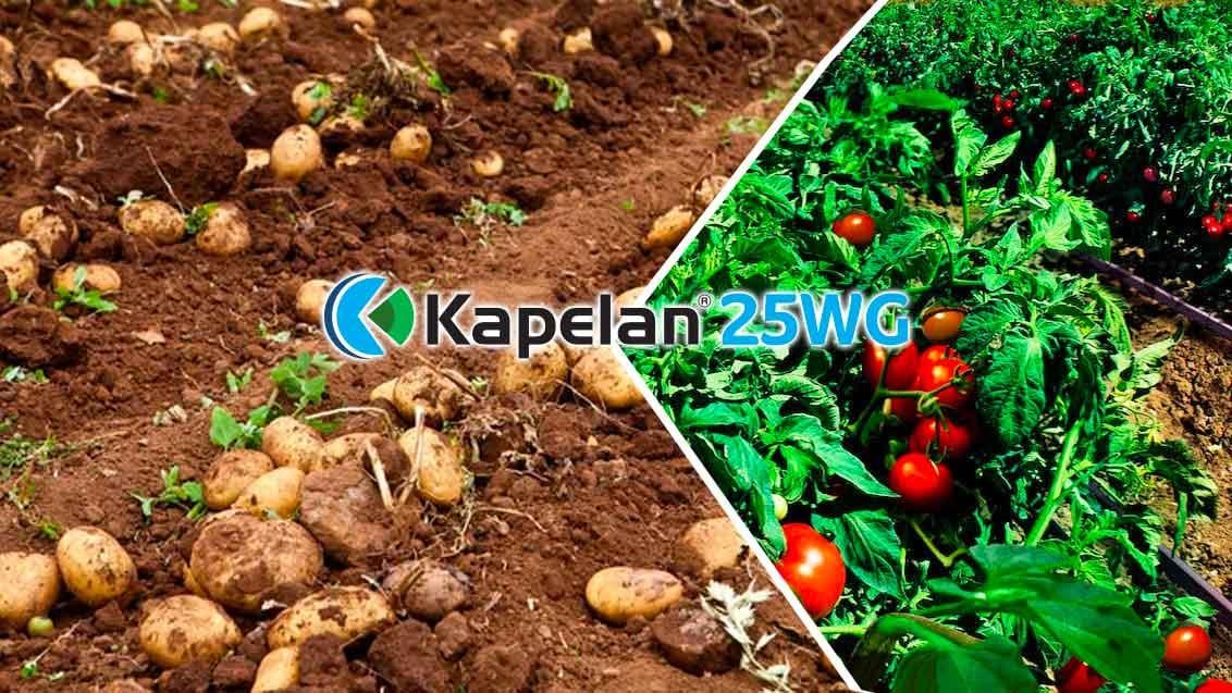 Kapelan_header