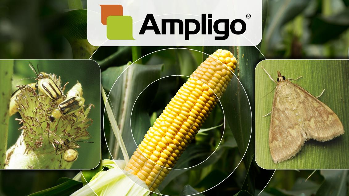 Ampligo_Syngenta
