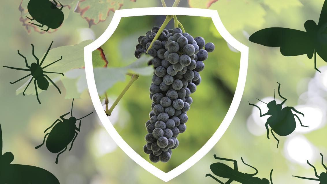 Insetticidi_Vite_Syngenta