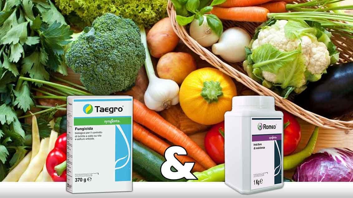Romeo_Taegro_Syngenta