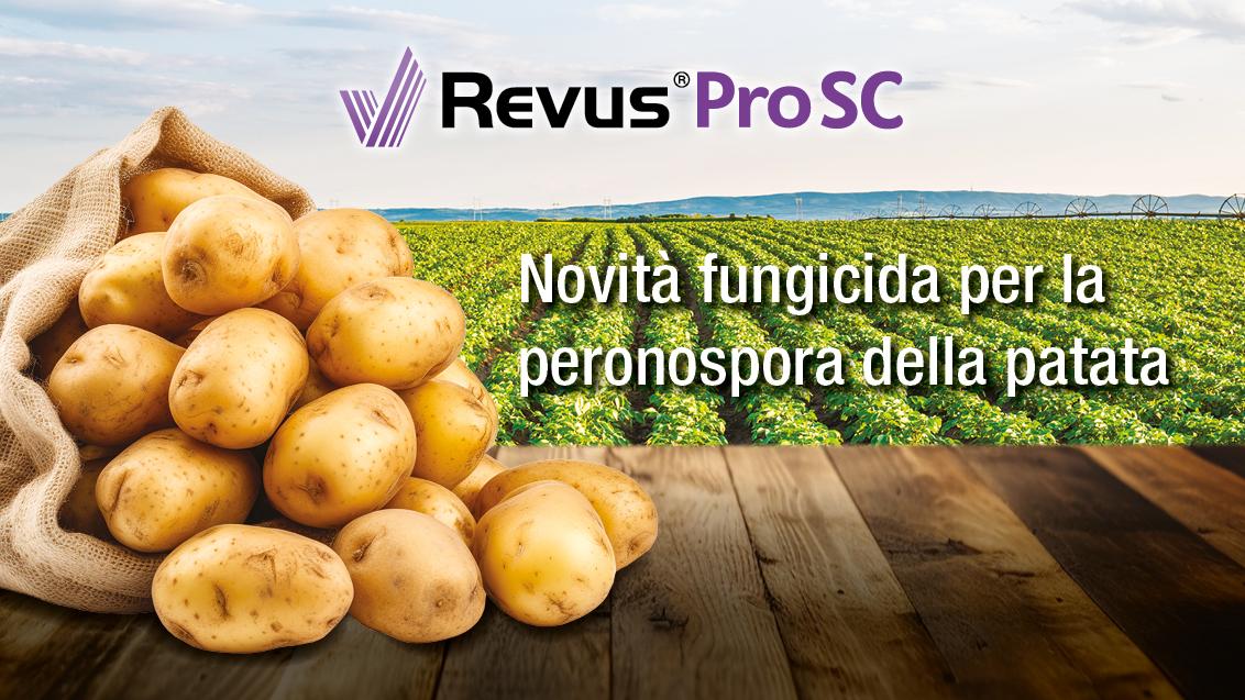 Campo patate Revus Pro