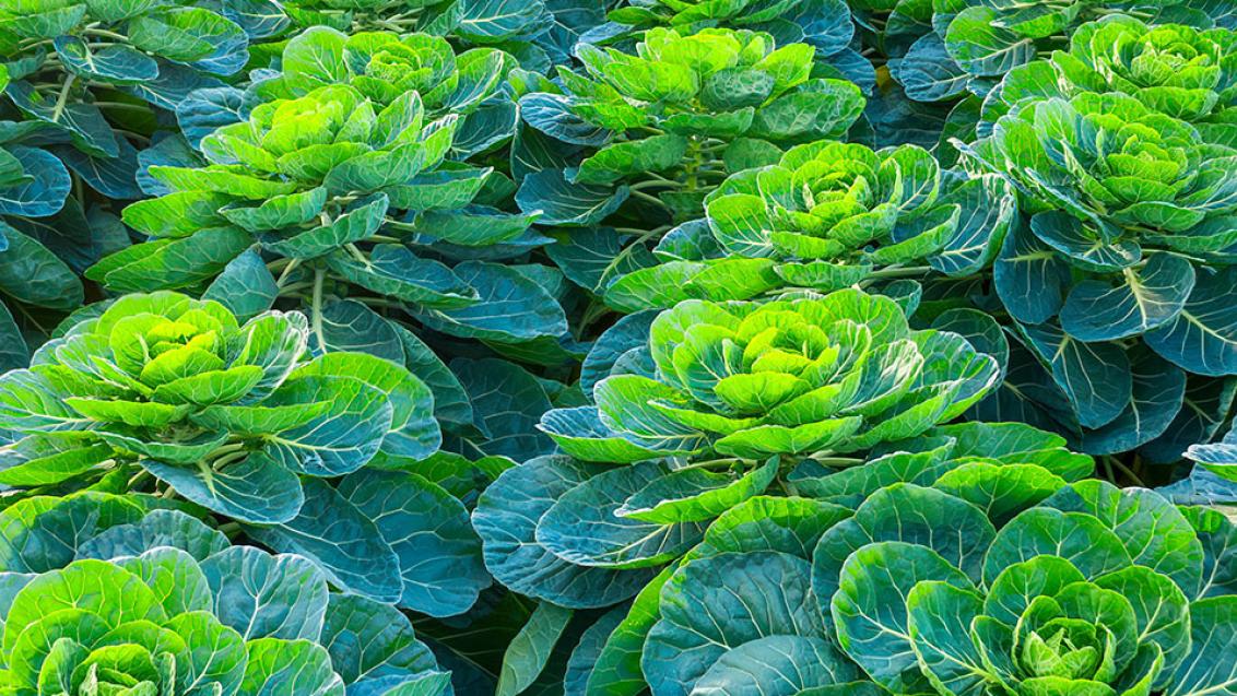 header nutrizione crop