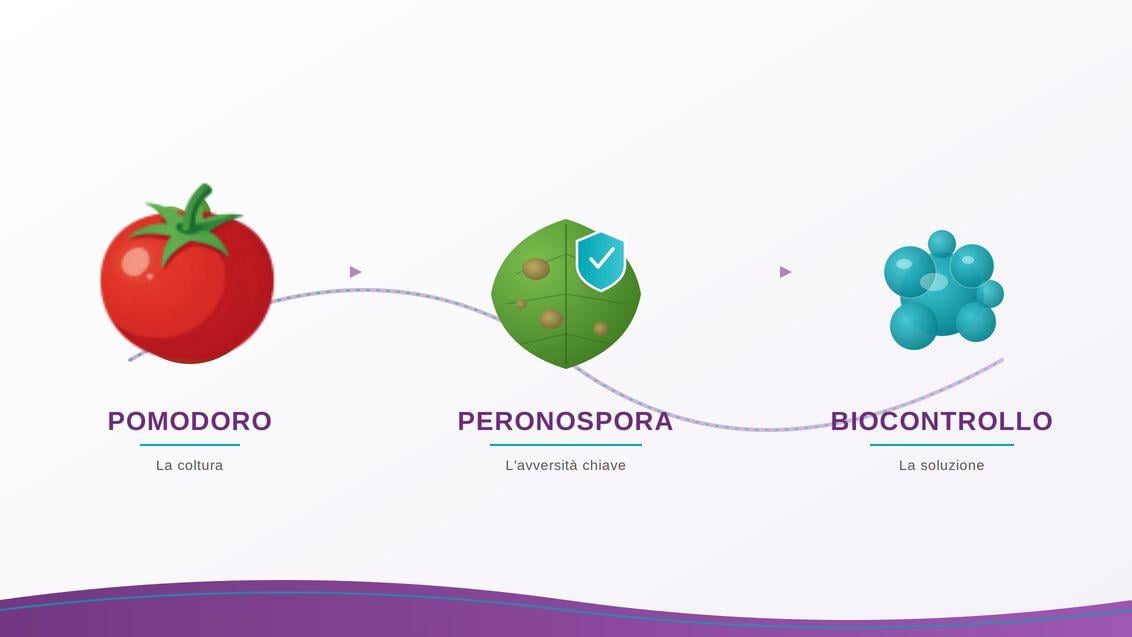 header pomodoro-peronospora-biocontrollo