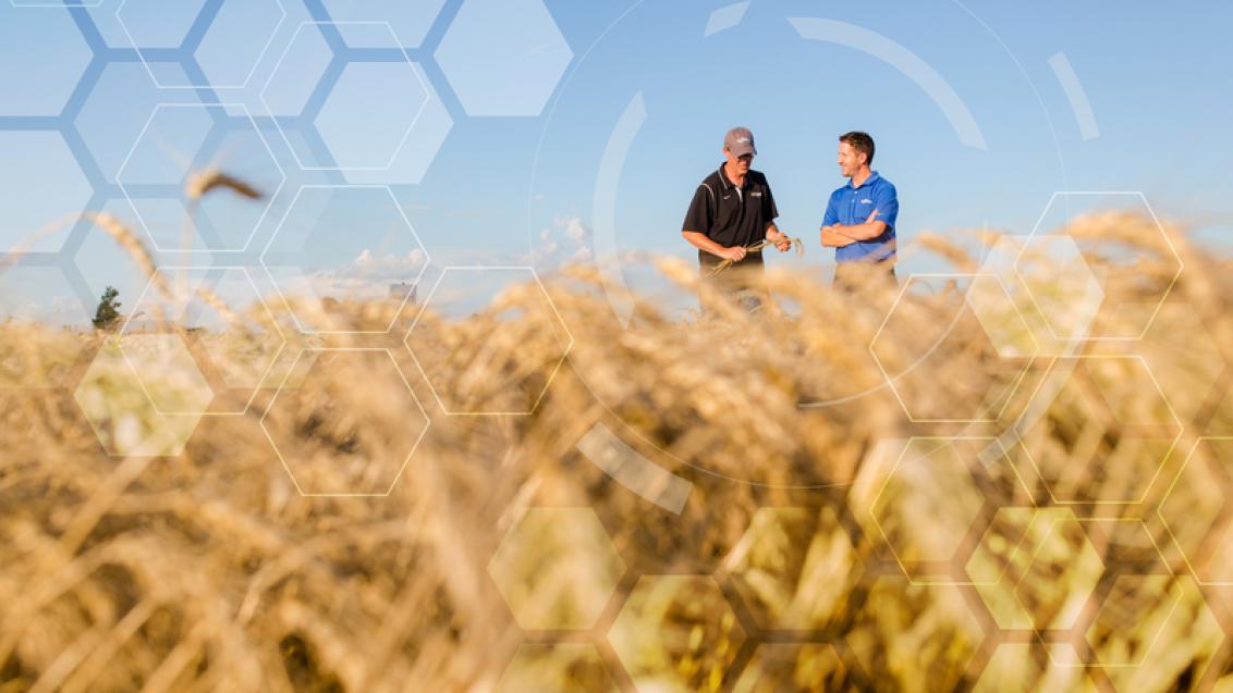 Due persone sedute in un campo di grano, con grafica esagonale sovrapposta