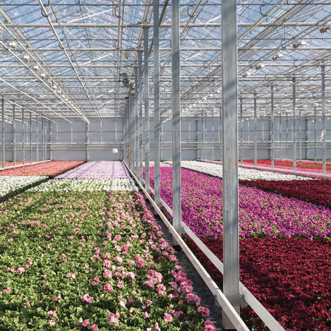 Pelargonium coltivazione in serra