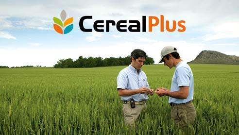 02 cereali a paglia 492x278