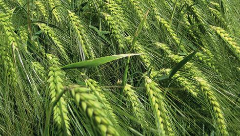 05 orzo 492x278