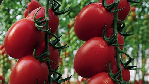 41 pomodoro mercato fresco 492x278