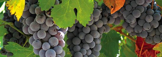 67 vite vino 550x194