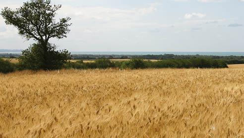cereali paglia 492x278