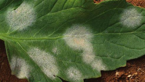 fungicidi 492x278