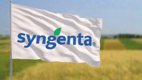 perche syngenta 492x278