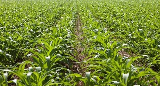 corn image