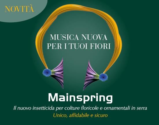 mainspring 550x432