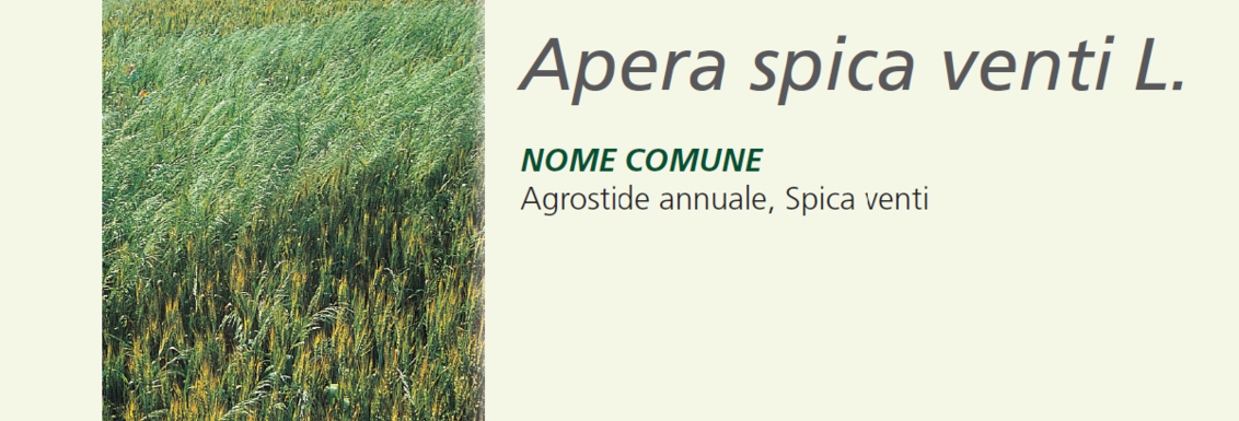 Agrostide - Apera Spica