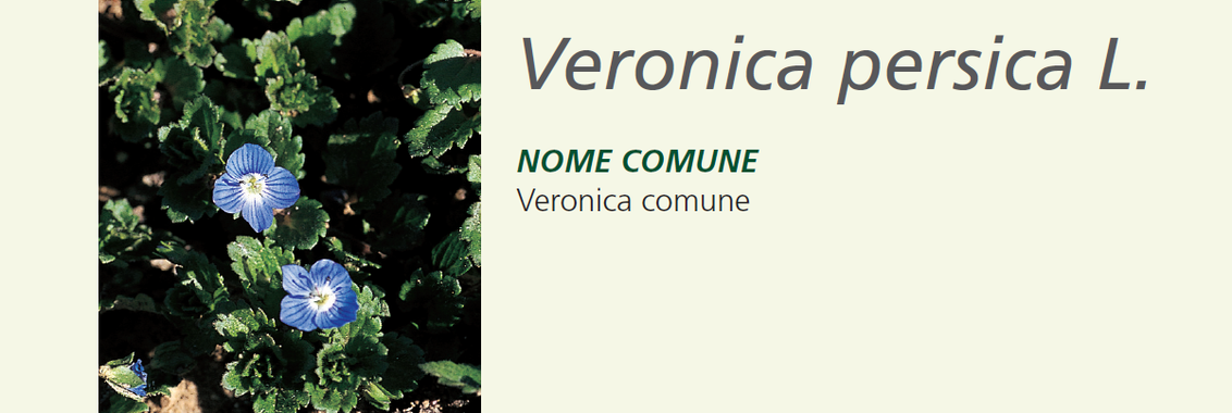 Veronica comune