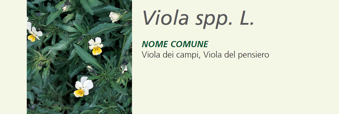 Viola spp