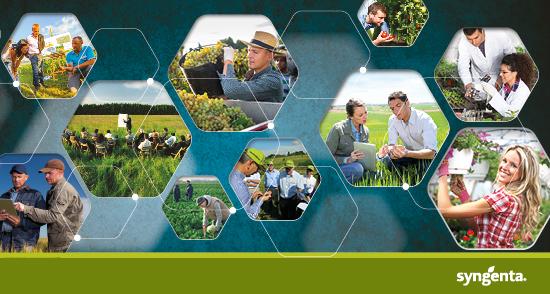imm sito syngenta 550x294 v022