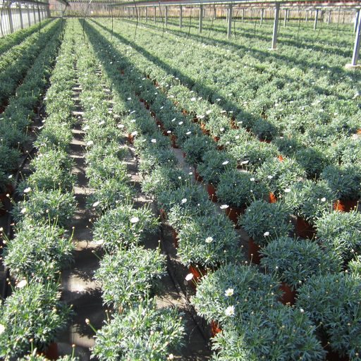Argyranthemum coltivazione in serra
