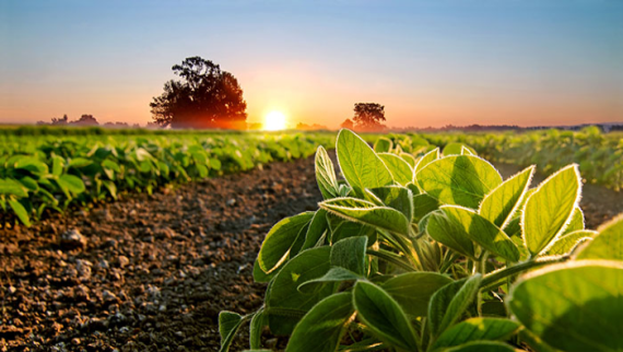 sicurezza alimentare