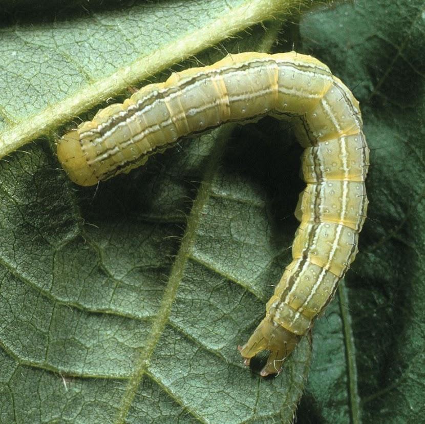 lepidotteri