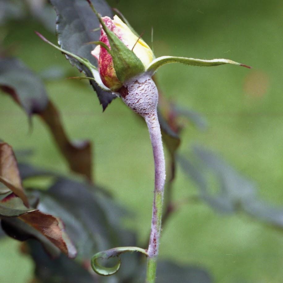 peronospora