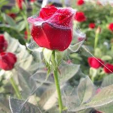 ragnetto rosso