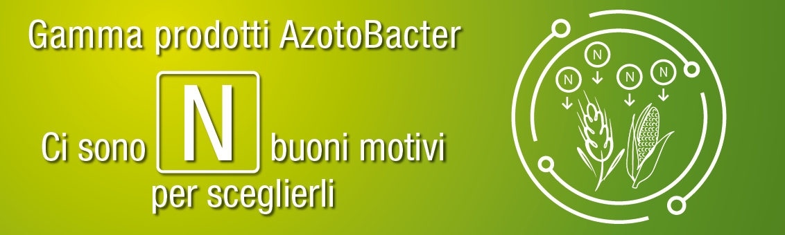Azotobacter salinestris gamma