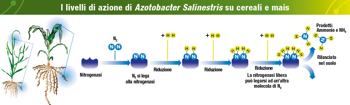 fissazione Azotobacter salinestris