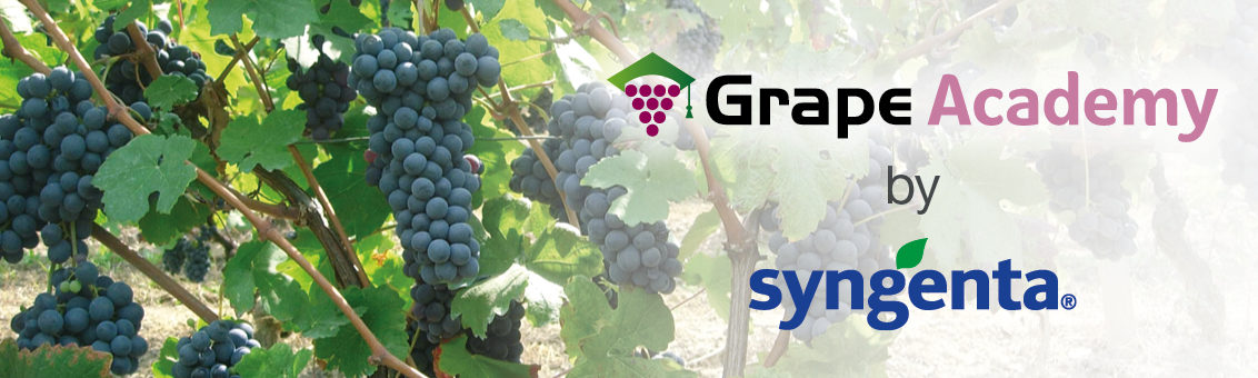 Grape Academy by Syngenta